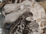 4 chatons femelles Bengal LOOF nés en mai 2026 à réserver