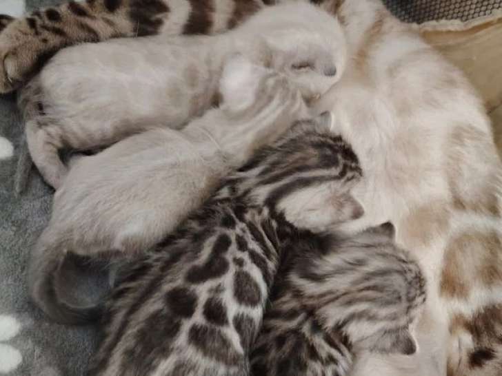 4 chatons femelles Bengal LOOF nés en mai 2026 à réserver