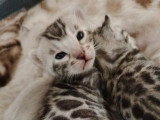 4 chatons femelles Bengal LOOF nés en mai 2026 à réserver