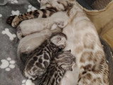 4 chatons femelles Bengal LOOF nés en mai 2026 à réserver