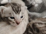 4 chatons femelles Bengal LOOF nés en mai 2026 à réserver