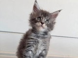 Portée Maine Coon 6 chatons à réserver inscrits au LOOF