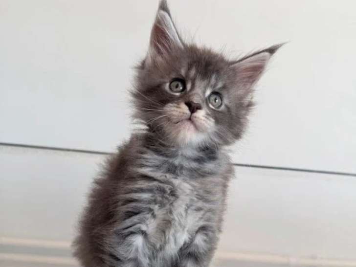 Portée Maine Coon 6 chatons à réserver inscrits au LOOF