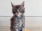 Portée Maine Coon 6 chatons à réserver inscrits au LOOF