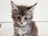 Portée Maine Coon 6 chatons à réserver inscrits au LOOF