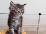 Portée Maine Coon 6 chatons à réserver inscrits au LOOF