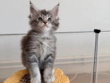 Portée Maine Coon 6 chatons à réserver inscrits au LOOF