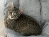 À accueillir : chaton femelle tigré gris de 3 mois