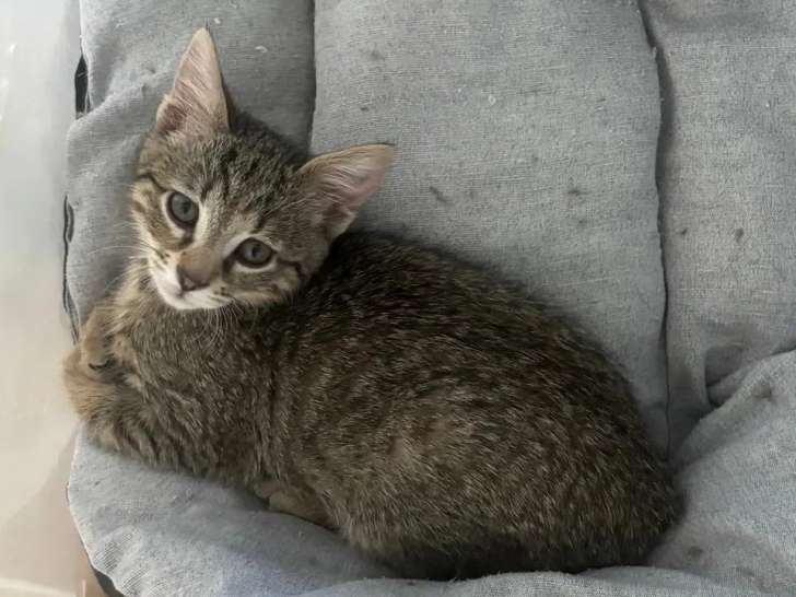 À accueillir : chaton femelle tigré gris de 3 mois