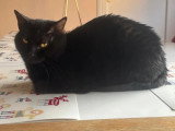 À la recherche d'une famille : chat noir de 2 ans