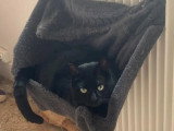 À la recherche d'une famille : chat noir de 2 ans
