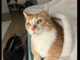 En quête d'un foyer : chat roux et blanc de 11 ans