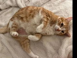 En quête d'un foyer : chat roux et blanc de 11 ans