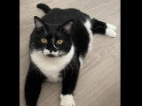 Adoption disponible : chatte noire et blanche de 8 ans