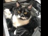 Adoption disponible : chatte noire et blanche de 8 ans