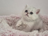 Chatons Persan chinchilla à vendre