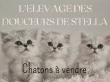 Chatons Persan chinchilla à vendre