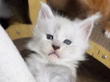 Trois chatons Maine Coon LOOF nés en avril 2026 à vendre