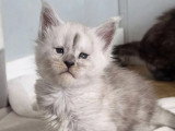 Trois chatons Maine Coon LOOF nés en avril 2026 à vendre