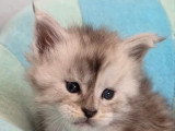 Trois chatons Maine Coon LOOF nés en avril 2026 à vendre