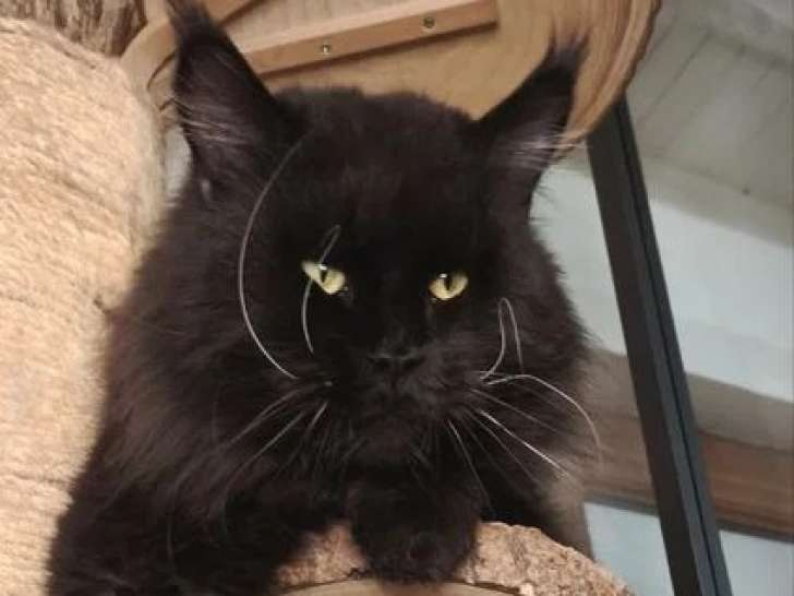 Chat Maine Coon noir LOOF de 2020 disponible pour saillie