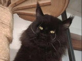 Chat Maine Coon noir LOOF de 2020 disponible pour saillie