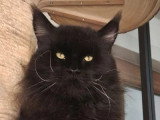 Chat Maine Coon noir LOOF de 2020 disponible pour saillie