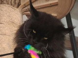 Chat Maine Coon noir LOOF de 2020 disponible pour saillie