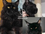 Chat Maine Coon noir LOOF de 2020 disponible pour saillie