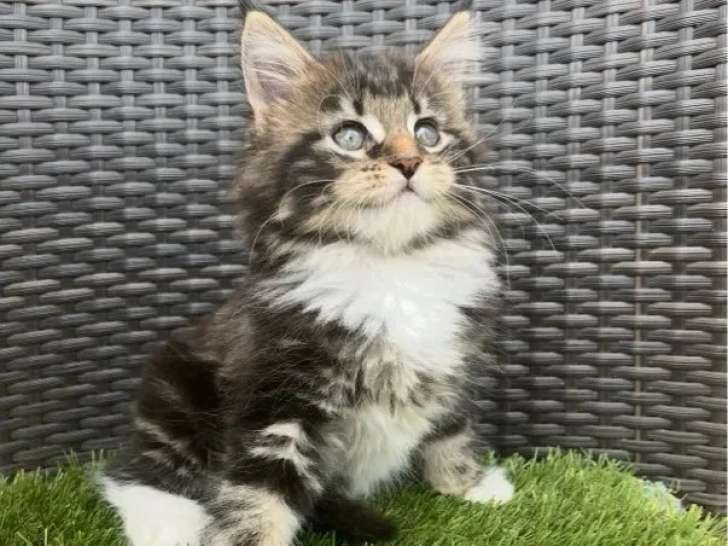 3 chatons Maine Coon non LOOF nés en février 2026 à vendre