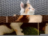 3 chatons Maine Coon non LOOF nés en février 2026 à vendre
