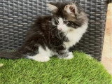 3 chatons Maine Coon non LOOF nés en février 2026 à vendre