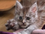 Chaton femelle Maine Coon black smoke tortie LOOF à vendre