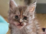 Chaton femelle Maine Coon black smoke tortie LOOF à vendre