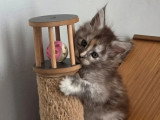 Chaton femelle Maine Coon black smoke tortie LOOF à vendre