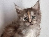 Chaton femelle Maine Coon black smoke tortie LOOF à vendre