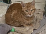 Rubi, jolie chatte de 3 ans à adopter en association