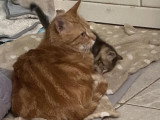 Rubi, jolie chatte de 3 ans à adopter en association