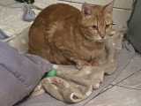 Rubi, jolie chatte de 3 ans à adopter en association