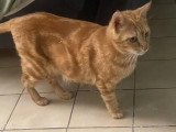Rubi, jolie chatte de 3 ans à adopter en association