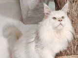 Saillie disponible avec un mâle Maine Coon mâle red silver shaded LOOF de janvier 2023