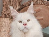 Saillie disponible avec un mâle Maine Coon mâle red silver shaded LOOF de janvier 2023