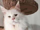 Saillie disponible avec un mâle Maine Coon mâle red silver shaded LOOF de janvier 2023