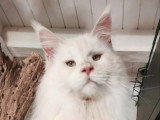 Saillie disponible avec un mâle Maine Coon mâle red silver shaded LOOF de janvier 2023