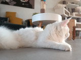 Saillie disponible avec un mâle Maine Coon mâle red silver shaded LOOF de janvier 2023