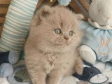 Chaton British Longhair lilas mâle à réserver LOOF