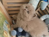 Chaton British Longhair lilas mâle à réserver LOOF