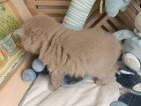 Chaton British Longhair lilas mâle à réserver LOOF