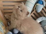 Chaton British Longhair lilas mâle à réserver LOOF
