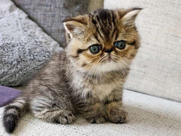 Chatons Persan et Exotic LOOF